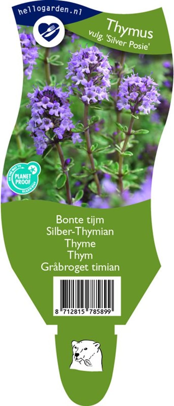 Thymus v. 'Silver Posie' - P11